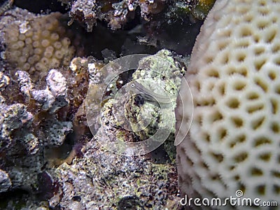 Dentex Blenny (Ecsenius dentex) in the Red Sea Stock Photo