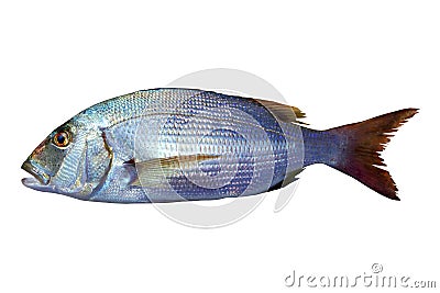 Dentex vulgaris toothed sparus snapper fish Stock Photo