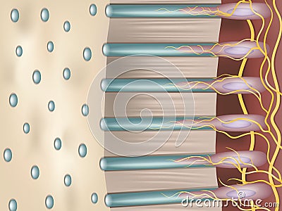 Dentin or dentine is a calcified tissue of the body. Dentinal tubules. Cross-section of tooth is dentin. Vector Illustration