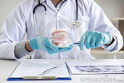 Dentist hand holding of jaw model of teeth and cleaning dental with toothbrush Stock Photo