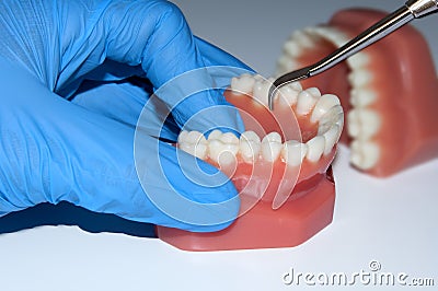 Dentist hand show dental teeth model jaw in laboratory Stock Photo