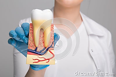 Tooth model for education in laboratory. Stock Photo