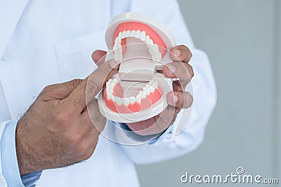 Dentist man's hands holding a jaw model. Doctor use fingers to point at the molars teeth and gums. Oral and Dental Health. Stock Photo