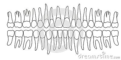Dentition Vector Illustration