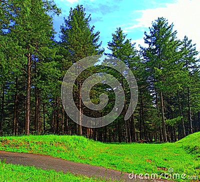 Forest of deodar tree and forest road Stock Photo