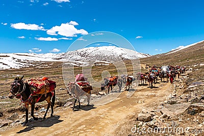 Deosai National Park Nomads 54 Editorial Stock Photo