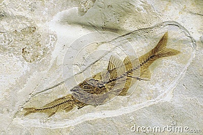 Depalis macrurus prehistoric fossilized fish eating other fish in stone Editorial Stock Photo