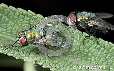 Flies on a blade of grass. Stock Photo