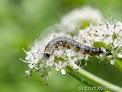 Depressaria daucella moth caterpillar larvae larva Stock Photo