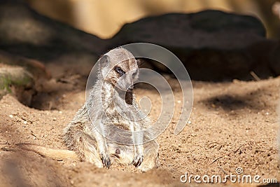 Depressed animal. Bad day at work for a tired meerkat. Funny cut Stock Photo