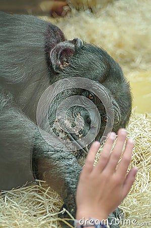 Depressed chimpanzee is looking through zoo glass at a young girl who comforts the animal with her hand, closeup, details Stock Photo