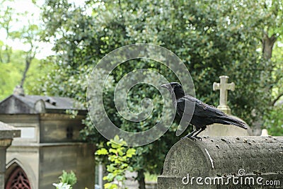 A depressive picture of a crow standing on the grave Stock Photo