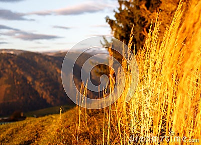 Depth of field picture of natural meadow plants at sunrise in the alps with a view down at the valley in austrian alps Stock Photo