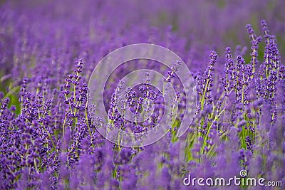 Depth of Lavender field Stock Photo