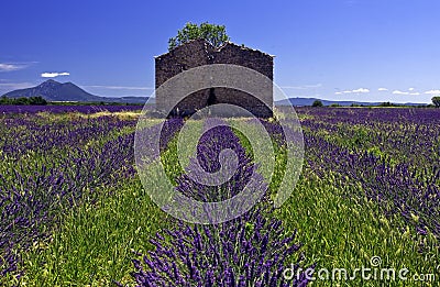 Derelict Barn in Lavender Field Stock Photo