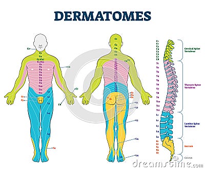 Dermatomes vector illustration. Labeled educational anatomical skin parts. Vector Illustration