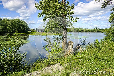 Des milles Iles river scene of a cut tree by beaver on Locas island in Ste-Rose Laval Stock Photo