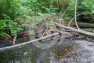 Des Moines Creek Logjam 2 Stock Photo