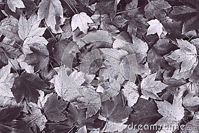 desaturated gray fall maple leaves background Stock Photo
