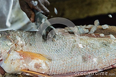 Descaling Fish Stock Photo