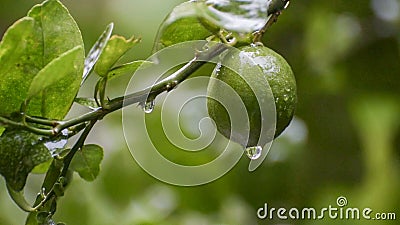 Descensos del agua de lluvia de la cantidad de la fruta de la cal metrajes Descensos del agua de lluvia de la cantidad de la fruta de la cal metrajes
