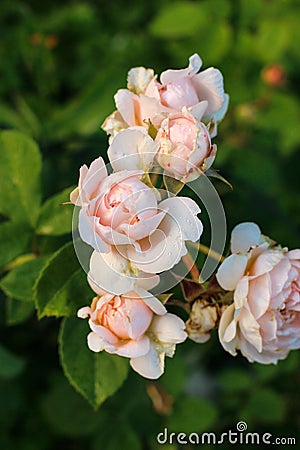 Desdemona rose & x28;Auskindling& x29; - English shrub rose bred By David Austin Stock Photo