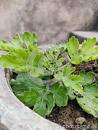 Desease plant sick botiny paste side Stock Photo