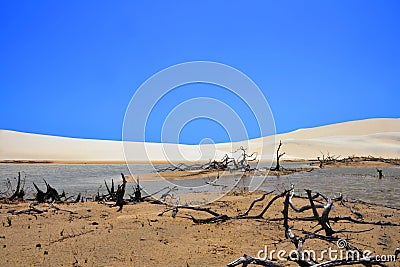 Desert Stock Photo