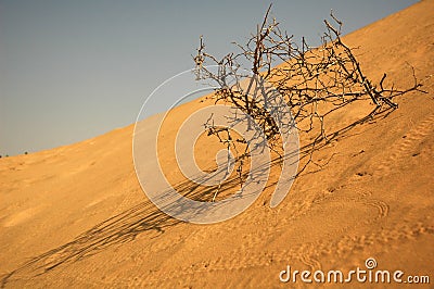 Desert Stock Photo