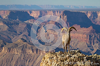 Desert Big Horn Ram Sheep at Grand Canyon Stock Photo