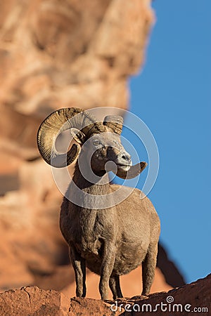 Desert Bighorn Ram Posing Stock Photo