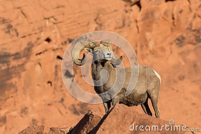 Desert Bighorn Ram Posing in Rocks Stock Photo