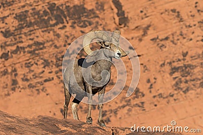 Desert Bighorn Ram in red Rocks Stock Photo