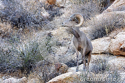 Desert Bighorn Sheep Stock Photo