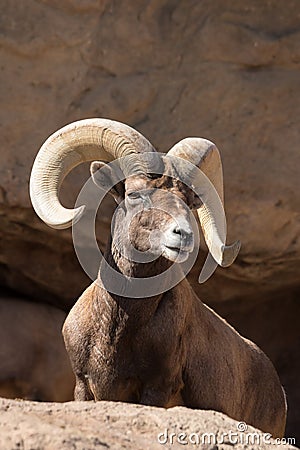 Desert Bighorn Sheep Stock Photo