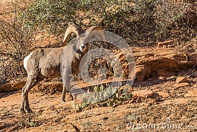 Desert Bighorn Sheep Ram Stock Photo