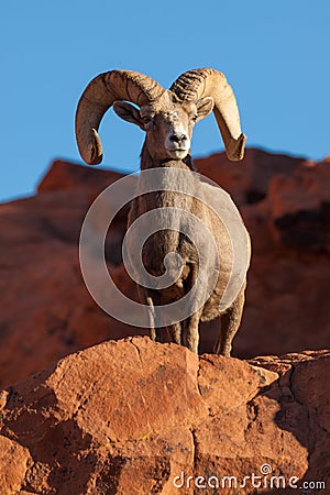 Desert Bighorn Sheep Ram Posing Stock Photo