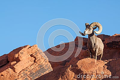 Desert Bighorn Sheep Ram on Rock Stock Photo