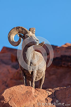 Desert Bighorn Sheep Ram Stock Photo