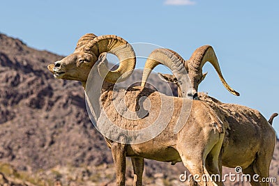 Desert Bighorn Sheep Rams Stock Photo