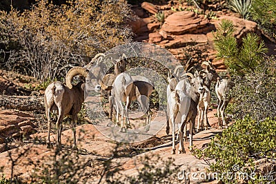 Desert Bighorn Sheep in Rut Stock Photo