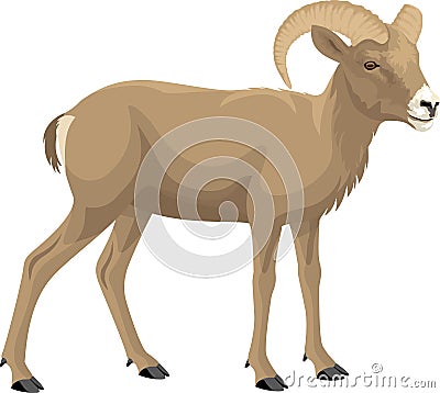 Desert bighorn sheep - vector illustration Vector Illustration