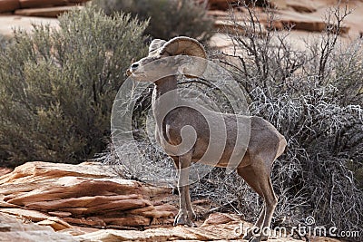 Desert Bighorn Sheep Stock Photo