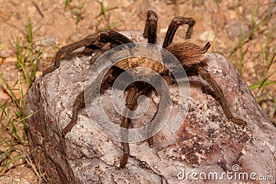 Desert Blonde Tarantula (Aphonopelma Chalcodes) Stock Photo