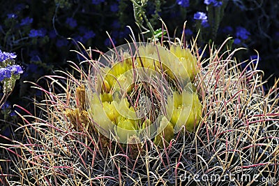 Desert Bloom Series - Barrel Cactus - Ferocactus Cylindraceus Stock Photo