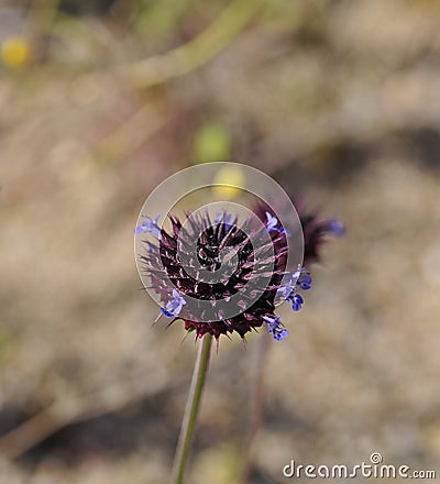 Desert Bloom Series - Chia - Salvia Columbariae Stock Photo