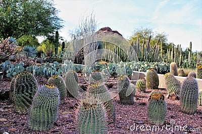 Desert Botanical Garden Phoenix, Arizona, United States Stock Photo