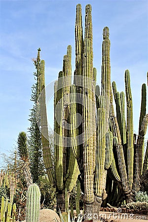 Desert Botanical Garden Phoenix, Arizona, United States Stock Photo