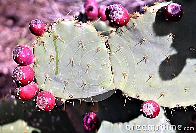 Desert Botanical Garden Phoenix, Arizona, United States Stock Photo