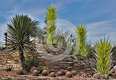 Desert Botanical Garden, Phoenix, Arizona, United States Stock Photo